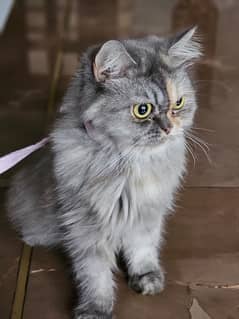 Persian Triple coat Neutered cat