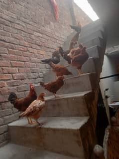 11 golden misri  male and female hen available