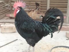 australorp