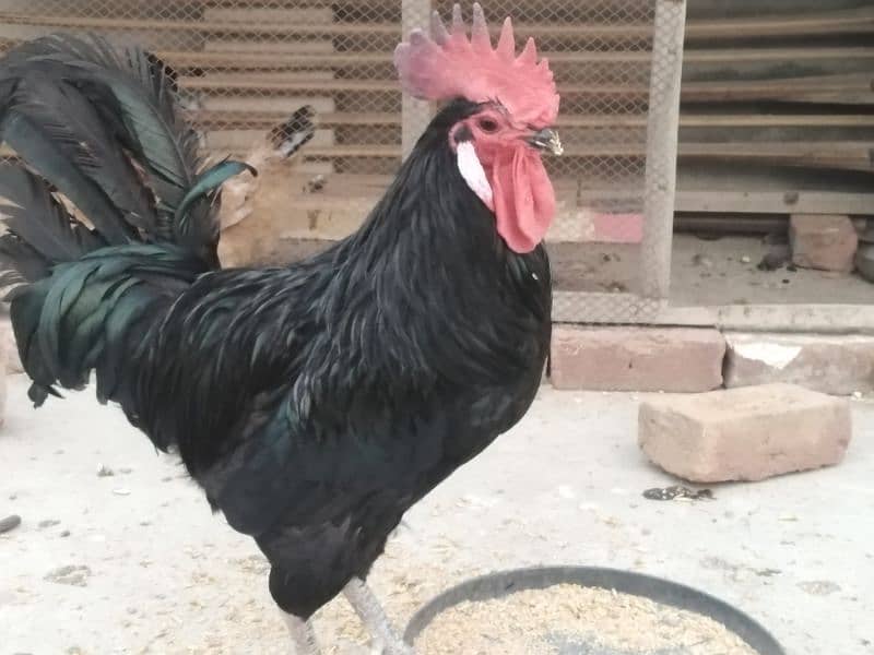 australorp 1