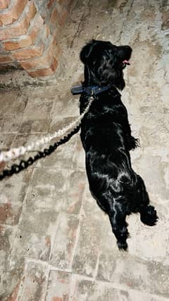 cocker spaniel confirm breeder female