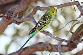 7 pair parrot budgies for sale. par pair 1000.