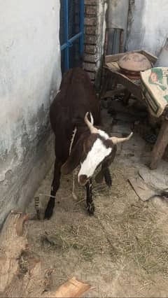 desi betal cross bakri abi 4 dant hoi ha 1 week ki cross ha