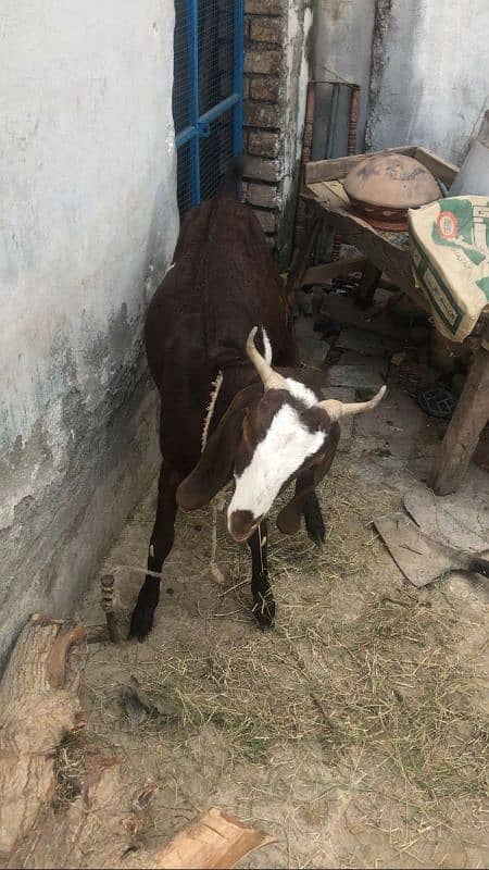 desi betal cross bakri abi 4 dant hoi ha 1 week ki cross ha 0