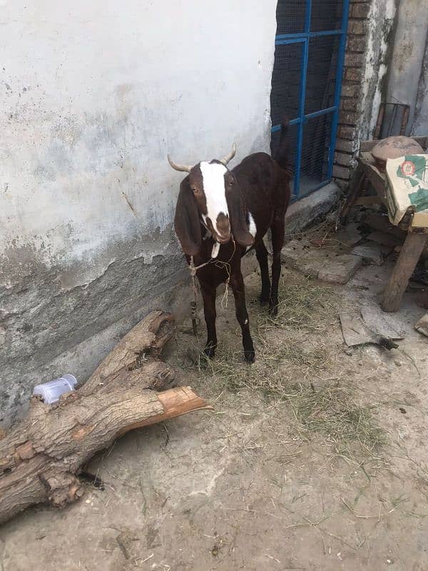 desi betal cross bakri abi 4 dant hoi ha 1 week ki cross ha 2