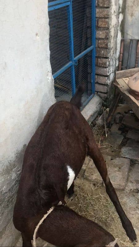 desi betal cross bakri abi 4 dant hoi ha 1 week ki cross ha 3