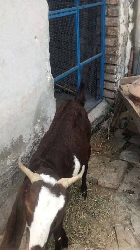 desi betal cross bakri abi 4 dant hoi ha 1 week ki cross ha 4