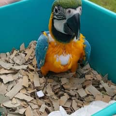 blue macaw parrot chicks 03203653808