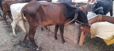 desi cross cow