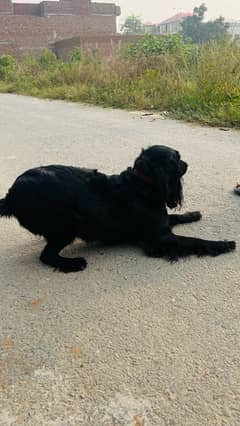 cocker spaniel confirmed breeder female