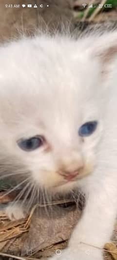 cute white cat