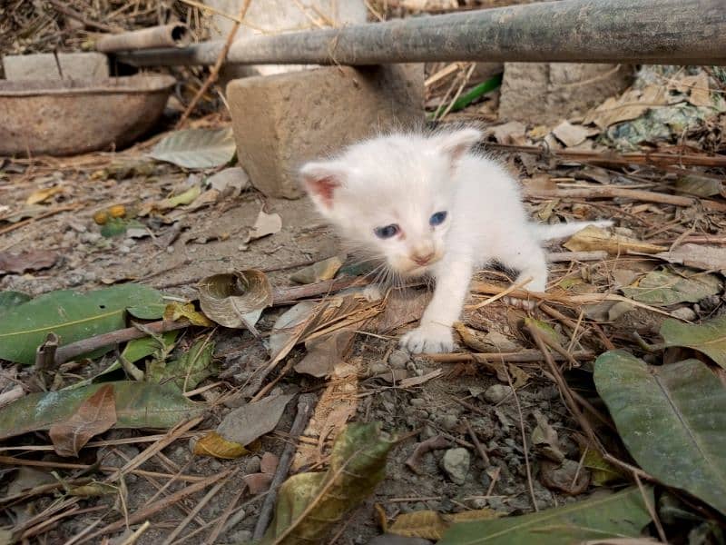 cute white cat 1