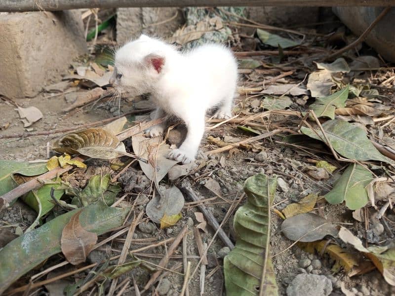 cute white cat 2