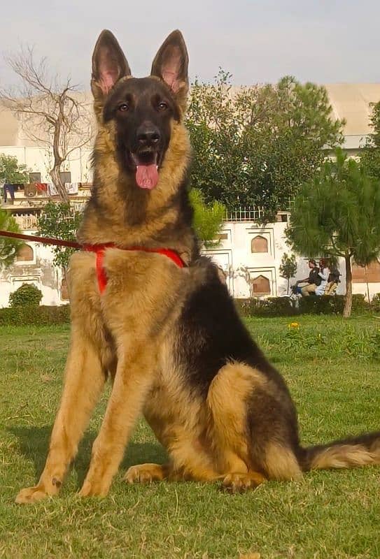 German shepherd double coat full security guard male for sale 0