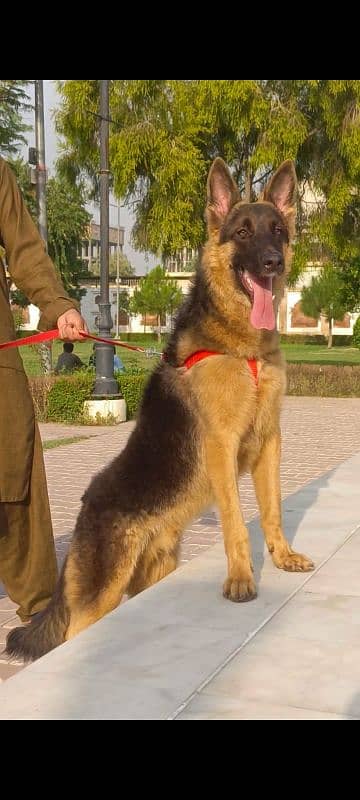 German shepherd double coat full security guard male for sale 1