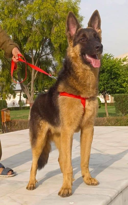 German shepherd double coat full security guard male for sale 2