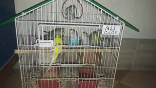 Budgie pair