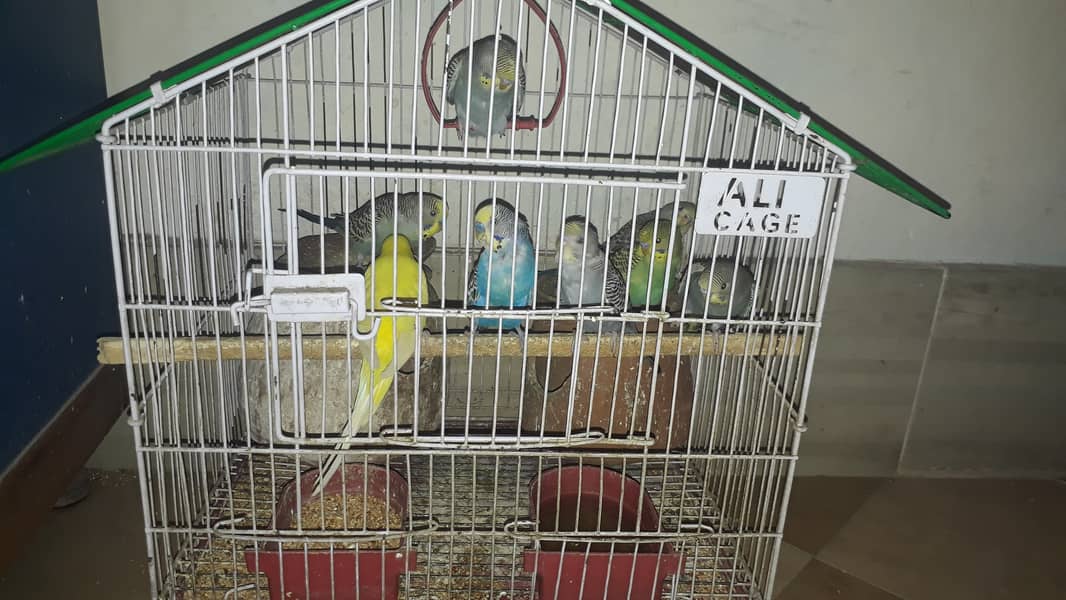 Budgie pair 0