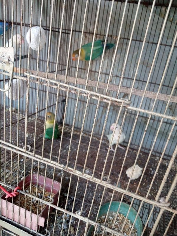 parblue x albino with chicks pair 5