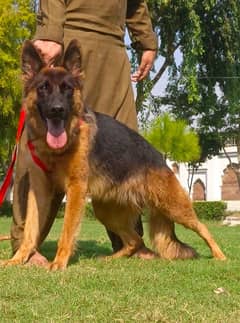 German shepherd double coat female 8 months for sale