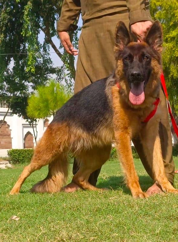 German shepherd double coat female 8 months for sale 1