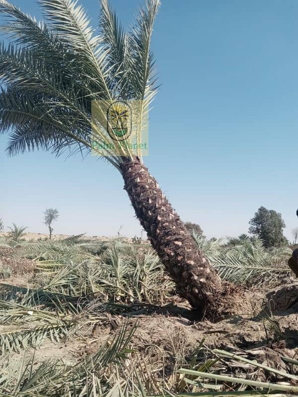 Big Date Palm Tree 3