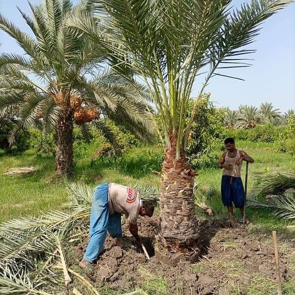 Big Date Palm Tree 4