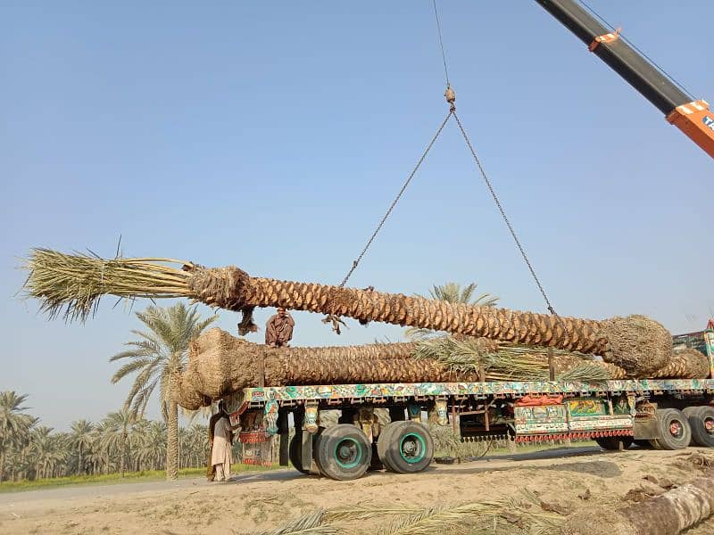 Big Date Palm Tree 5