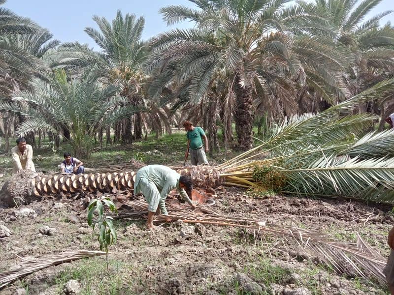 Big Date Palm Tree 8