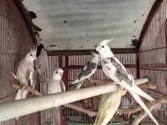 cockatiel pairs and single piece