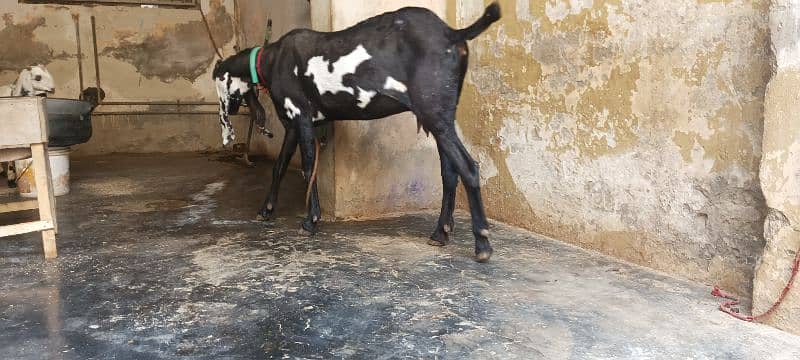 BLACK AMRATSARI BEETAL FEMALE & BLACK MAKHI CHEENI FEMALE KID FOR SALE 9