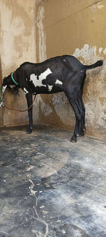 BLACK AMRATSARI BEETAL FEMALE & BLACK MAKHI CHEENI FEMALE KID FOR SALE 10