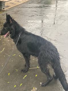 Black Coated German Shepherd