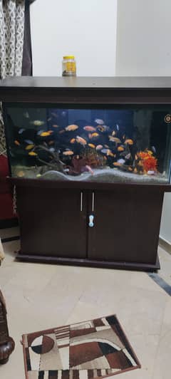 For Sale: Stunning Aquarium with 100+ Cichlid Fish