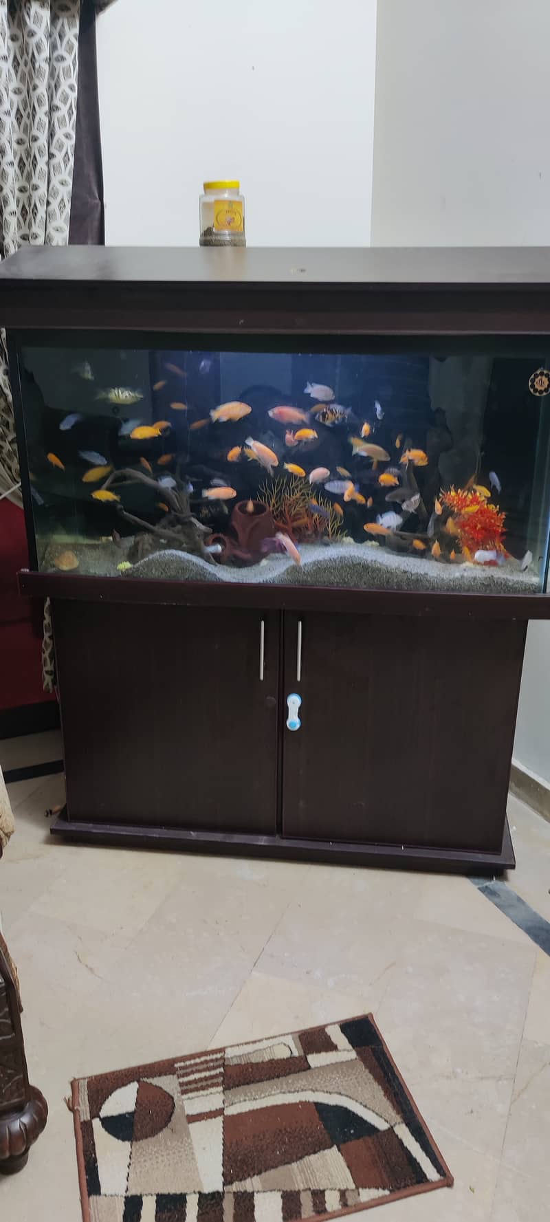 For Sale: Stunning Aquarium with 100+ Cichlid Fish 0