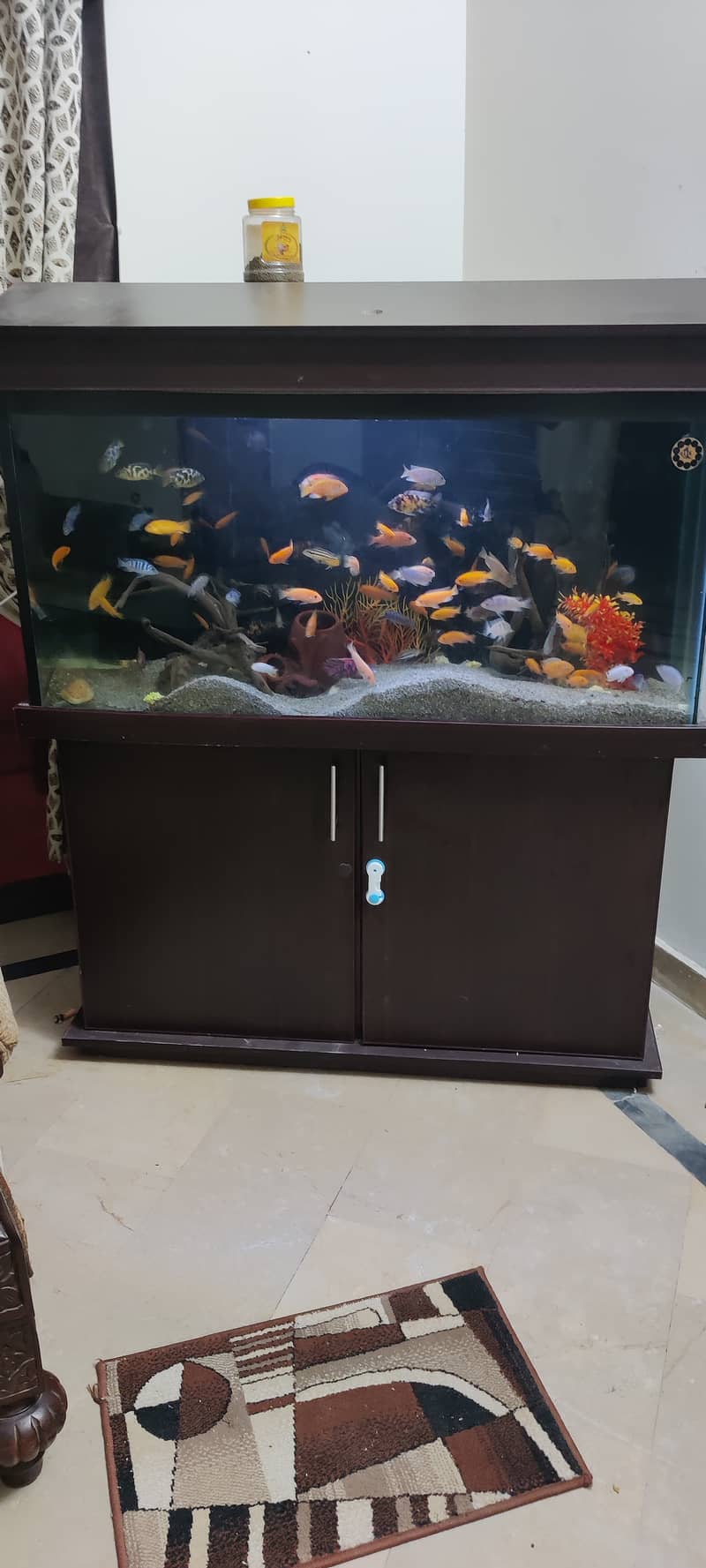 For Sale: Stunning Aquarium with 100+ Cichlid Fish 1