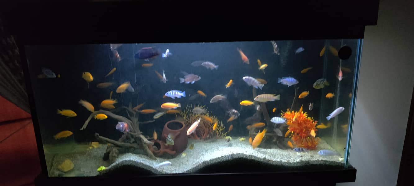 For Sale: Stunning Aquarium with 100+ Cichlid Fish 4