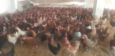 golden misri hens / egg laying hens / desi hens / desi eggs / eggs 0