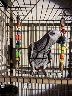 African gray parrot