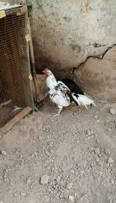 Old Bloodline Aseel murga and Madyan for sale 03315669922