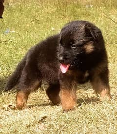 German Shepherd long coat female 2 month for sale