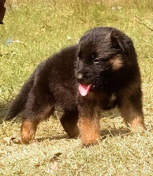 German Shepherd long coat female 2 month for sale 0