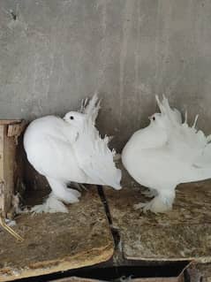 Fantail Pigeon Pair