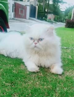 Persian cat