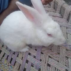 angora crose