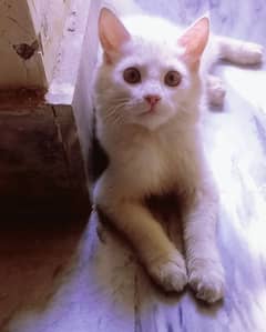 Persian kitten 4 months old pure white color