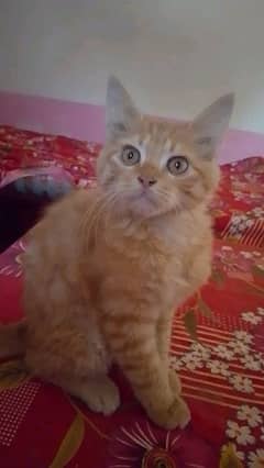 pairsian kitten for urgent sale my watsap 03167349197