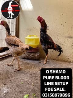 O SHAMO WHOLE SETUP URGENT SALE. AND EGGS ALSO AVAILABLE.