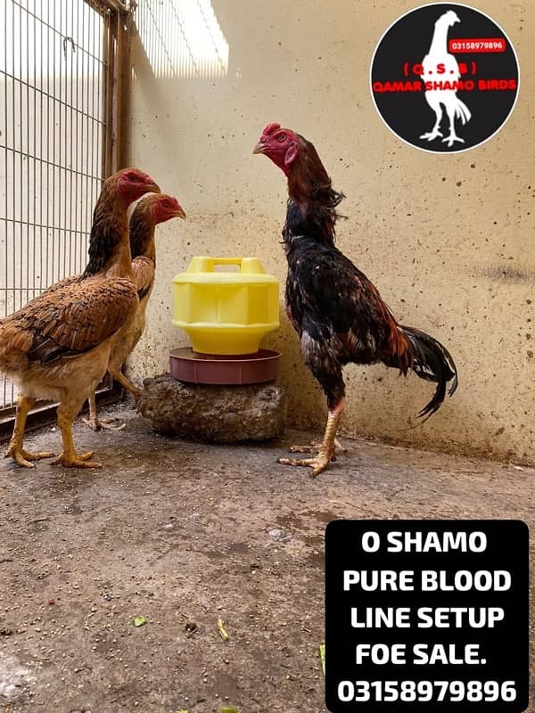 O SHAMO WHOLE SETUP URGENT SALE. AND EGGS ALSO AVAILABLE. 1