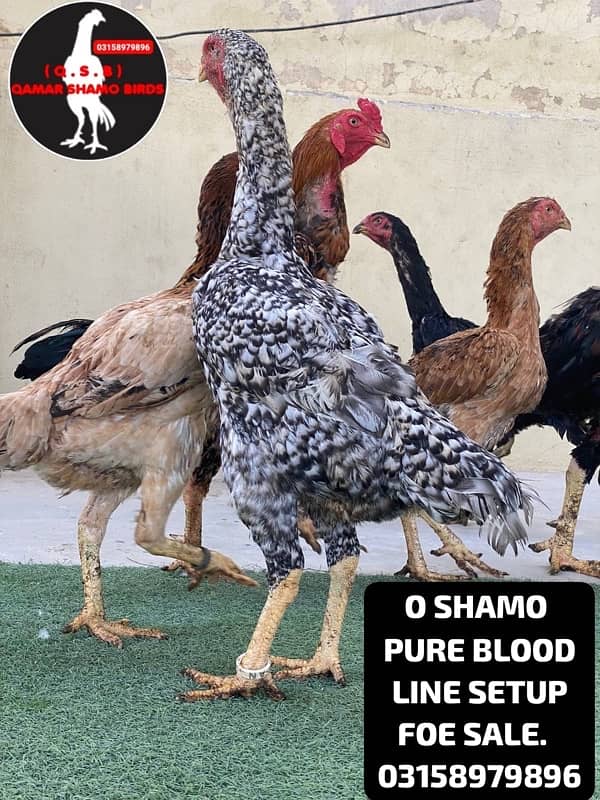 O SHAMO WHOLE SETUP URGENT SALE. AND EGGS ALSO AVAILABLE. 4